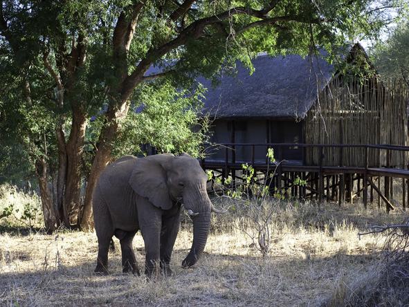 Pafuri Camp - Elephants 